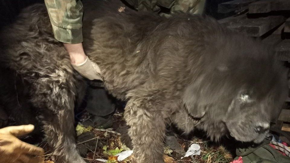 Фото: «Кошкиспас»