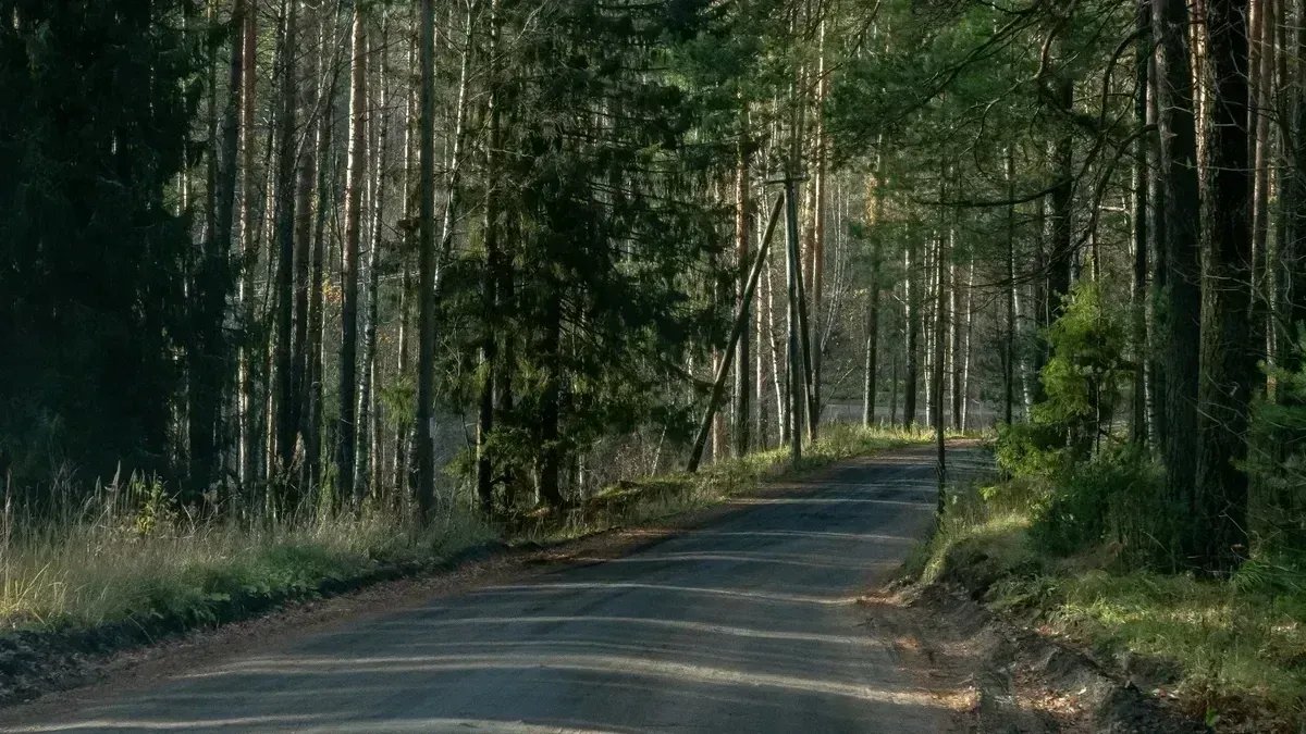 В Ленобласти у жителя Ромашек нашли тротил и патроны времен Великой Отечественной войны