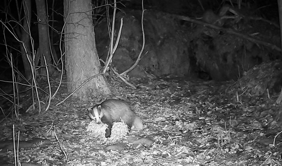 Фото: Даниил Карпиченко / «Каждой твари по паре»