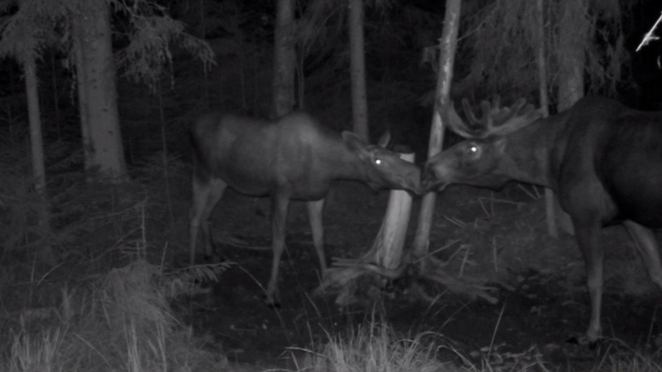 Скриншот видео: администрация Ленобласти