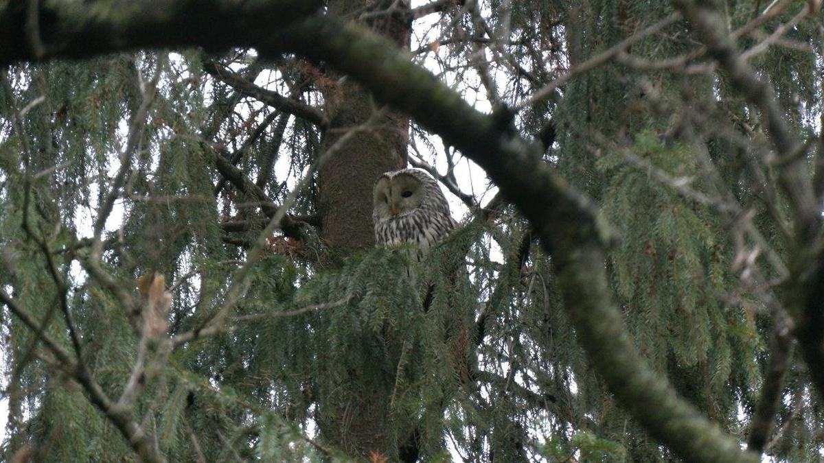 Живая страничка Павла Глазкова: на Елагин остров прилетела уральская неясыть