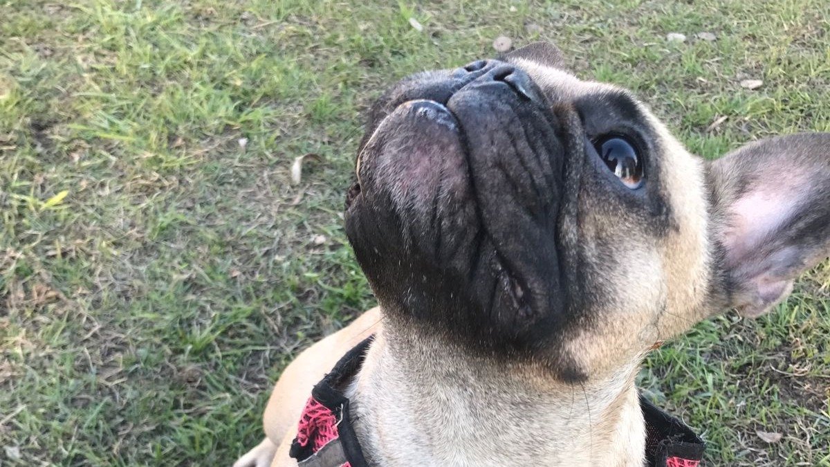 53 убитые крысы: за борьбу с грызунами в Петроградском районе отвечает Верона