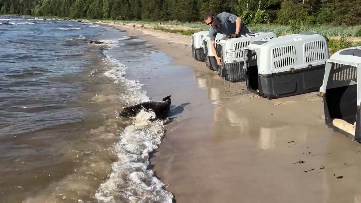 Фото: Фонд друзей балтийской нерпы