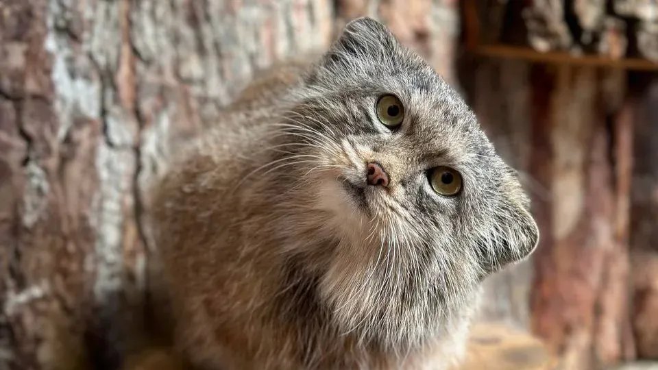 Фото: Ленинградский зоопарк