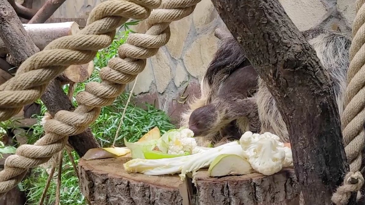 Фото: пресс-служба Ленинградского зоопарка