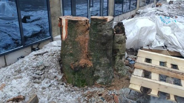 Вырубка деревьев на проспекте Науки привела к уголовному делу