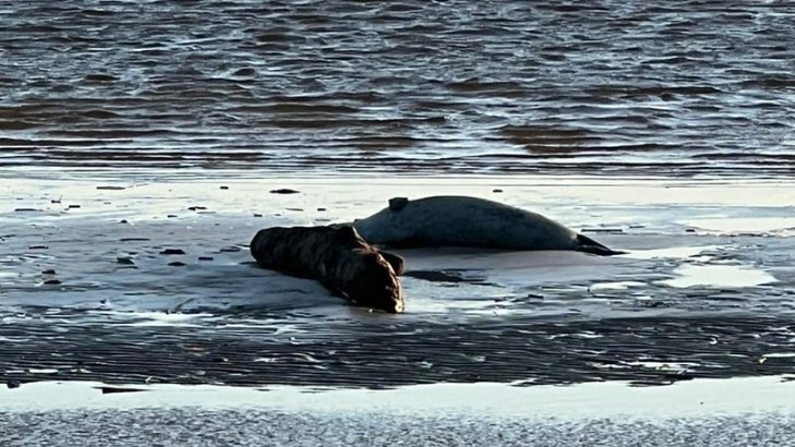 Фото:  «Спасение тюленей 699-23-99»