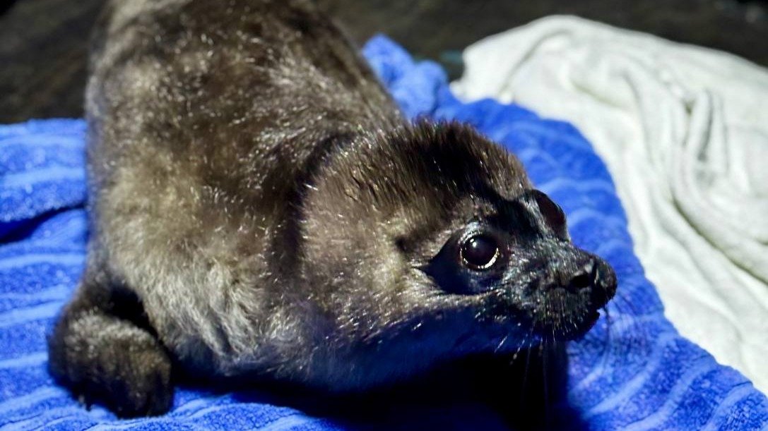 Фото: Фонд друзей балтийской нерпы