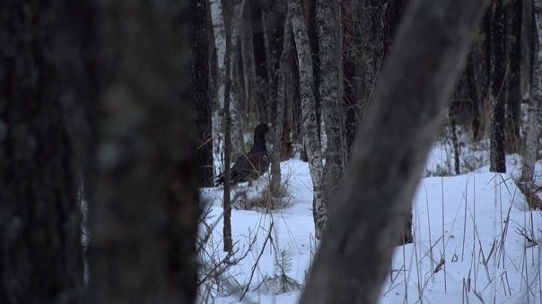Фото: «Каждой твари по паре / Павел Глазков»