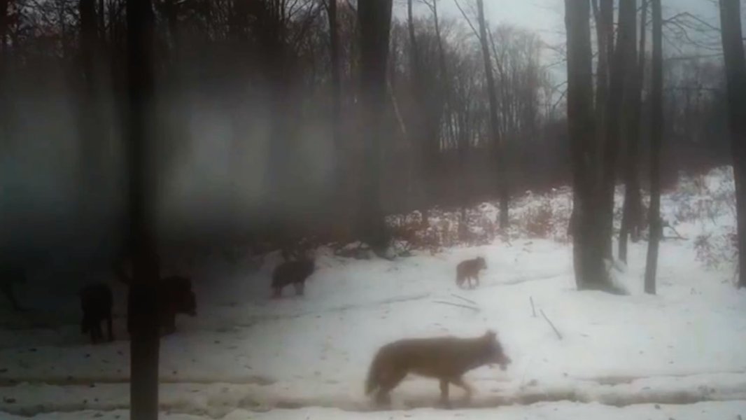 Фото: скриншот видео «Каждой твари по паре / Павел Глазков»