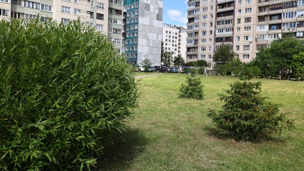 Беглов поручил подготовить проект благоустройства сквера на Луначарского