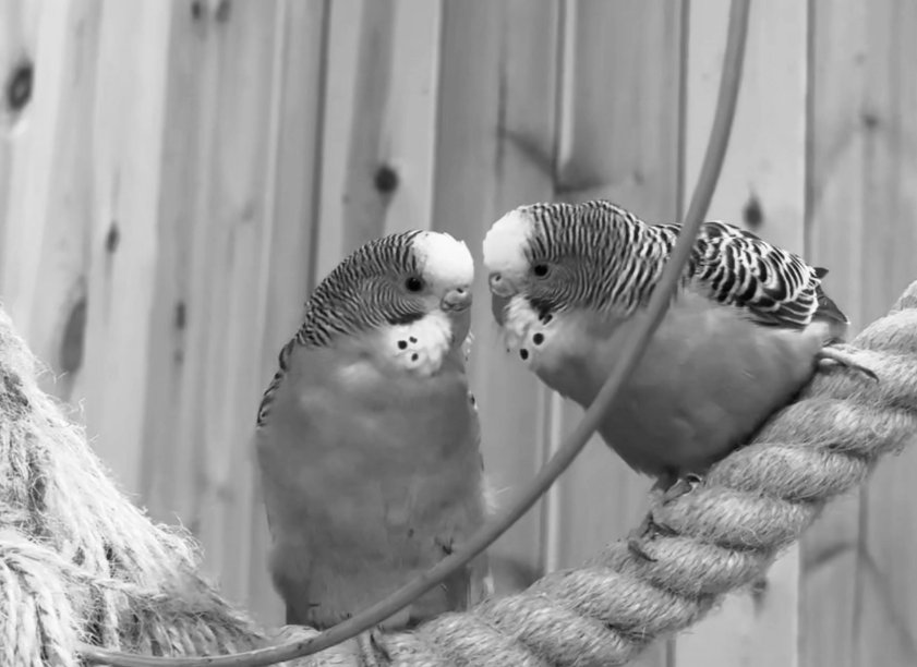 Фото: «МИР ПОПУГАЕВ»