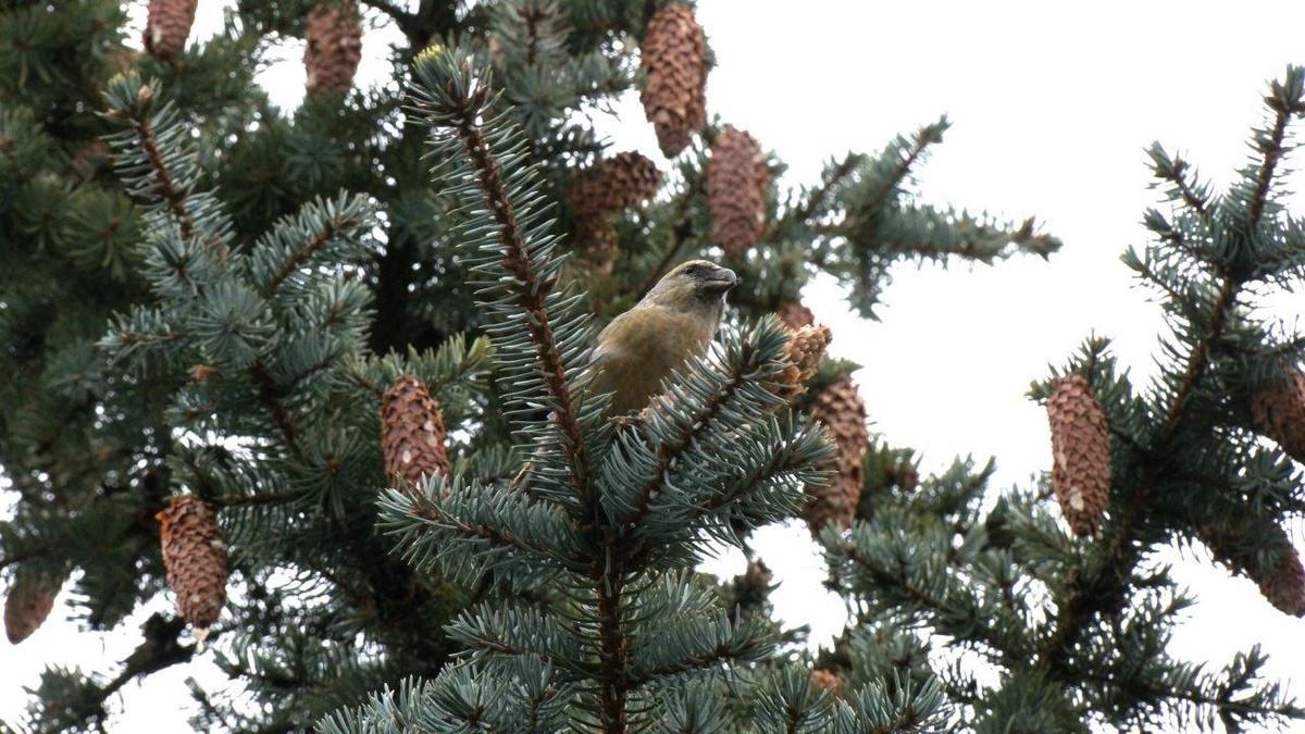 Живая страничка Павла Глазкова: в парк 300-летия Петербурга прилетели клесты-еловики