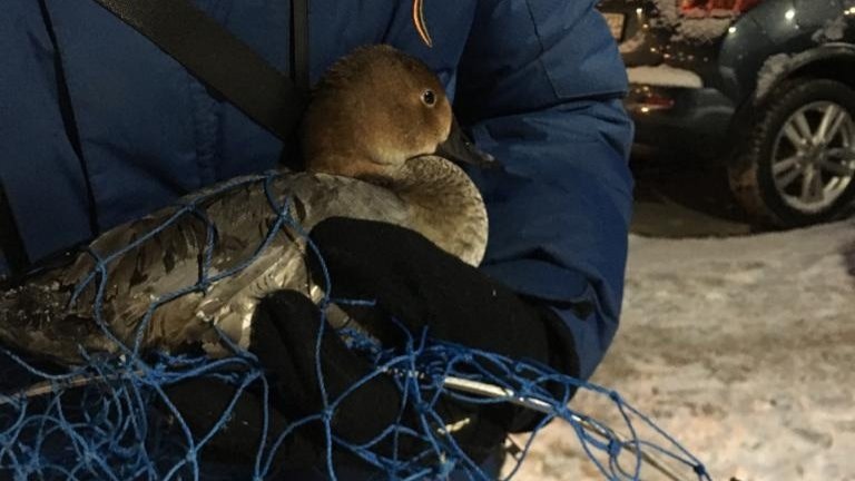 В Петербурге за два дня спасатели помогли селезню и красноголовому нырку. Птицы примёрзли ко льду