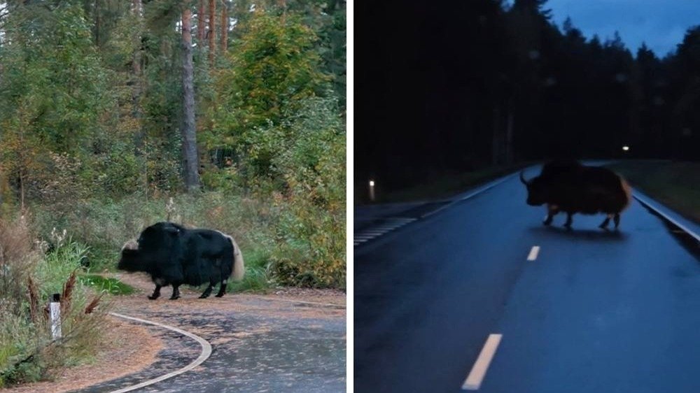 Фото: «У Петра за пазухой | Петербург»