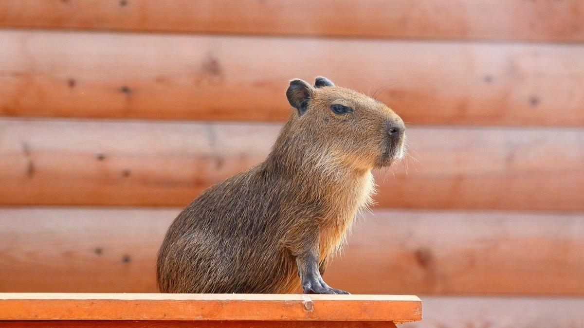 День капибары пройдёт в Ленинградском зоопарке 10 июля