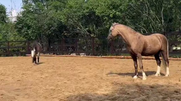 В Ленинградском зоопарке открыли новую площадку для выгула лошадей