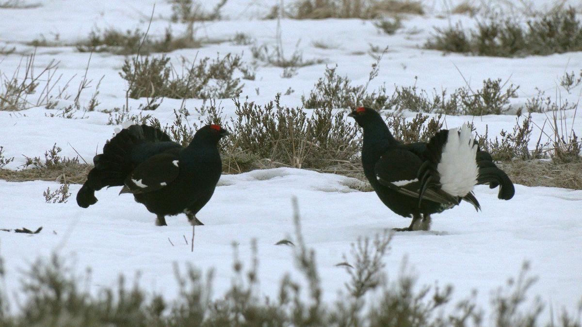 Живая страничка Павла Глазкова: в пригороде Петербурга начали токовать тетерева