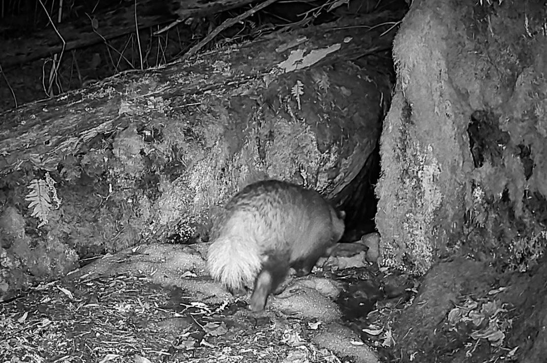 Фото: Даниил Карпиченко / «Каждой твари по паре»