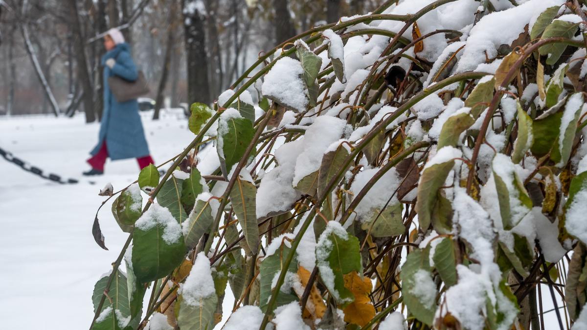 Вход в парк Ботанического сада будет бесплатным до 18 декабря