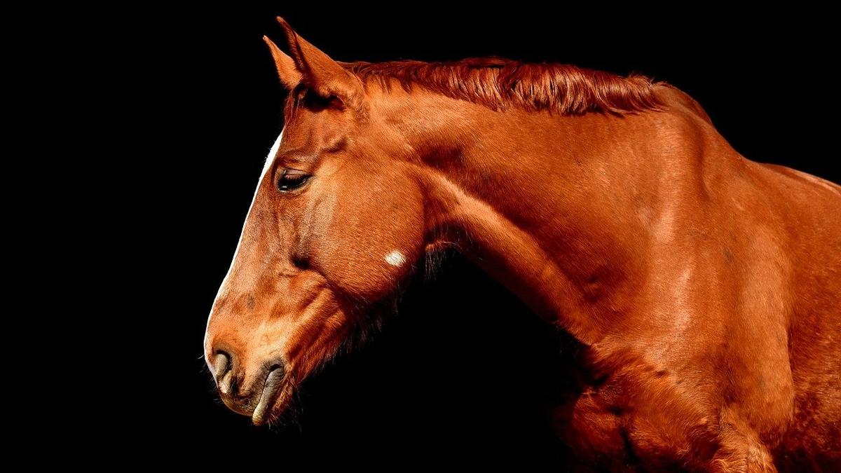 КГИОП через суд обязал конный клуб отреставрировать историческую конюшню на берегу Малой Невки