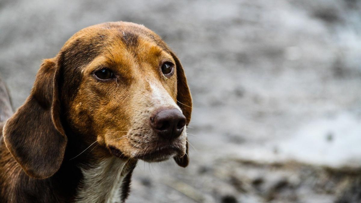 Петербуржцу, выбросившему собаку из окна, грозит до трёх лет лишения свободы