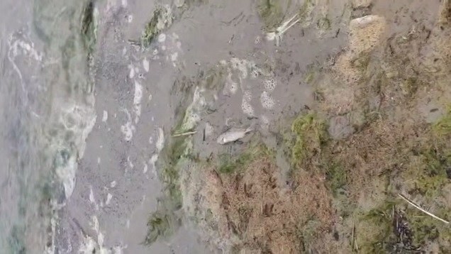 Скриншот видео: BL Сосновый Бор