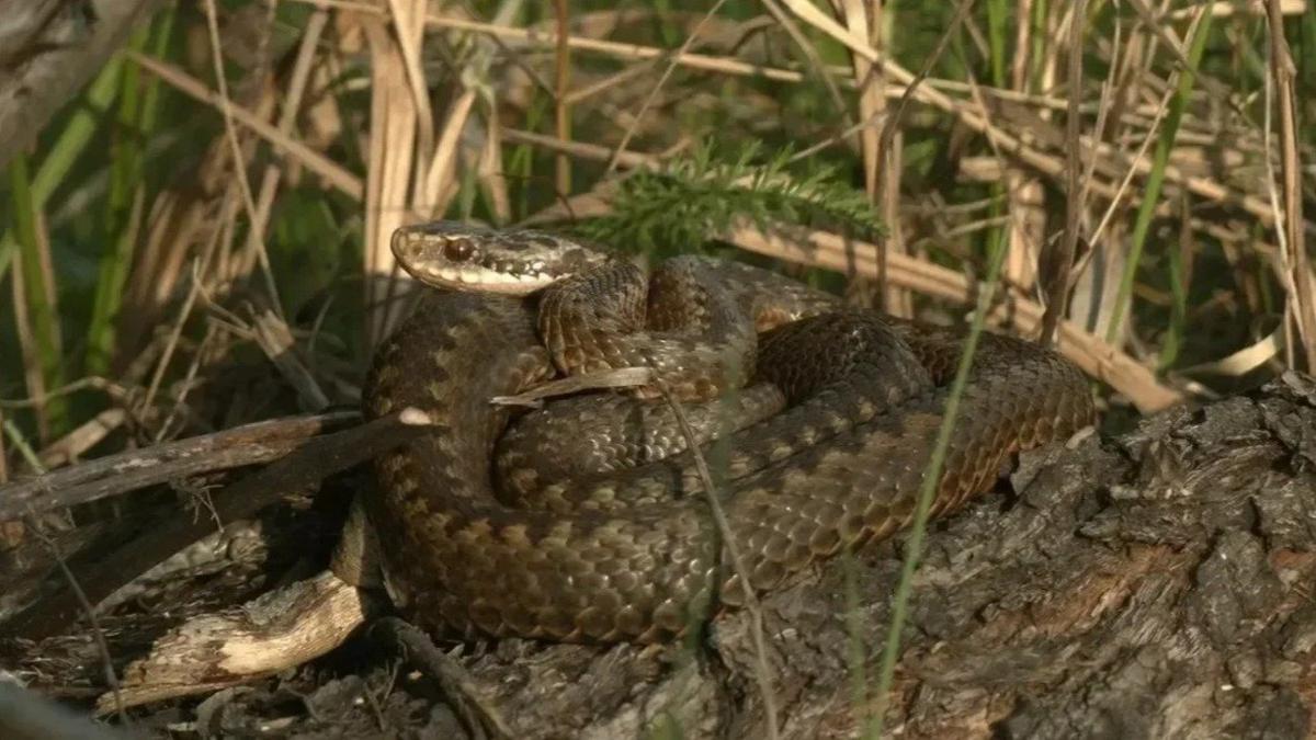 Фото: «Каждой твари по паре / Павел Глазков»