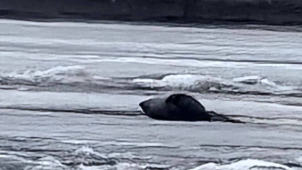 Фото: Фонд друзей балтийской нерпы