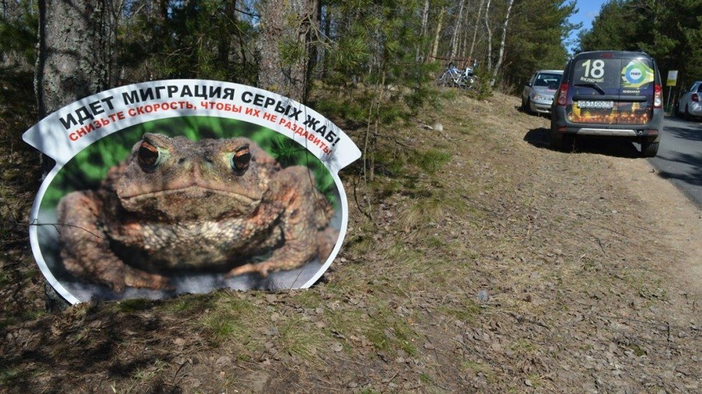 Фото: ГКУ «Дирекция особо охраняемых природных территорий Санкт-Петербурга»