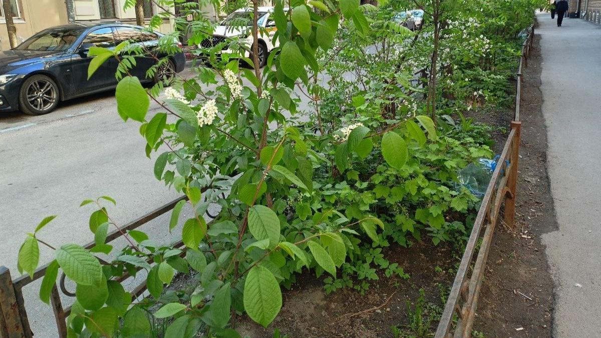Высаженные жильцам кустарники на Гатчинской улице. Фото: Илья Цейтлин