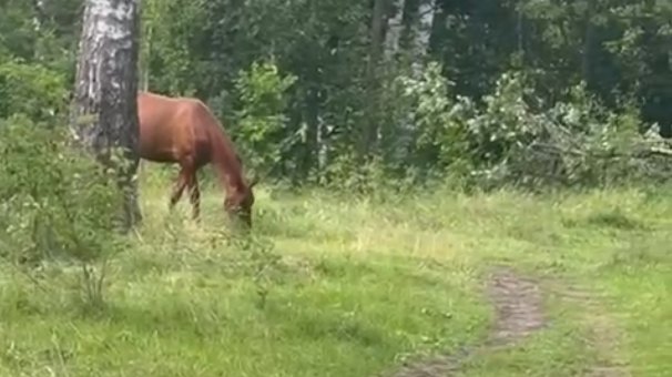 Объект культурного наследия парк Софиевка облюбовали кони и козы