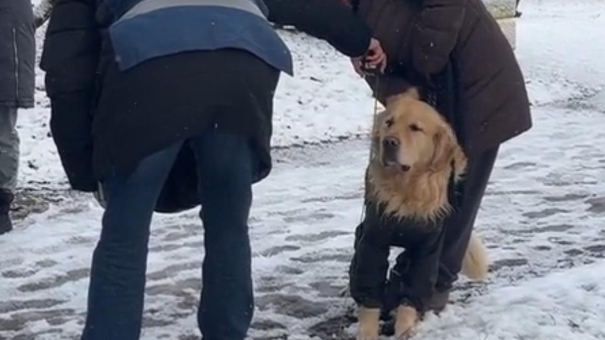 Скриншот видео: комитет по вопросам законности Петербурга