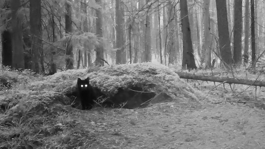 Фото: Павел Глазков / «Каждой твари по паре»