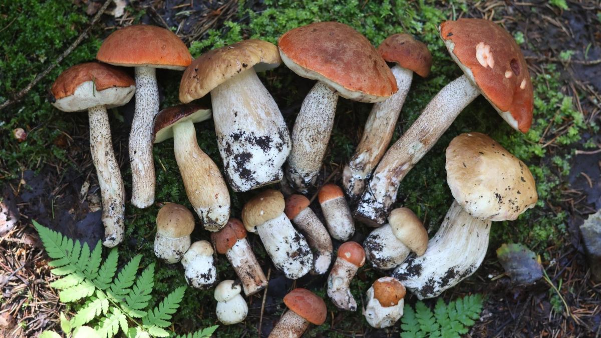 Грибы из леса в Тосненском районе Ленобласти. Фото: «Грибы и грибники СПб»