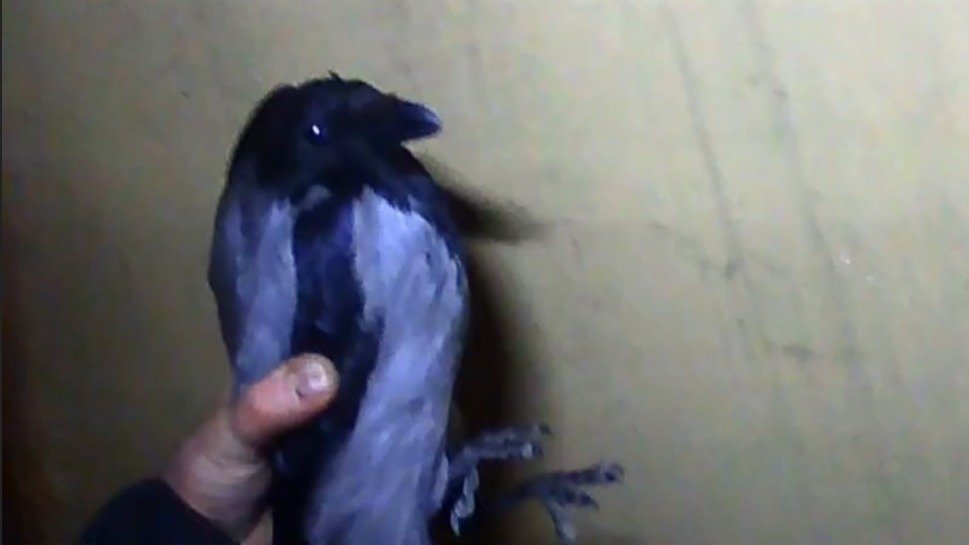 Скриншот видео: «Кошкиспас»