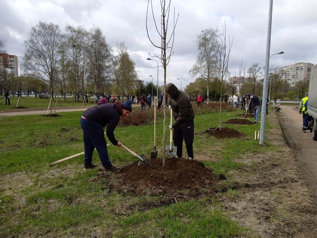 Фото:  комитет по благоустройству Петербурга