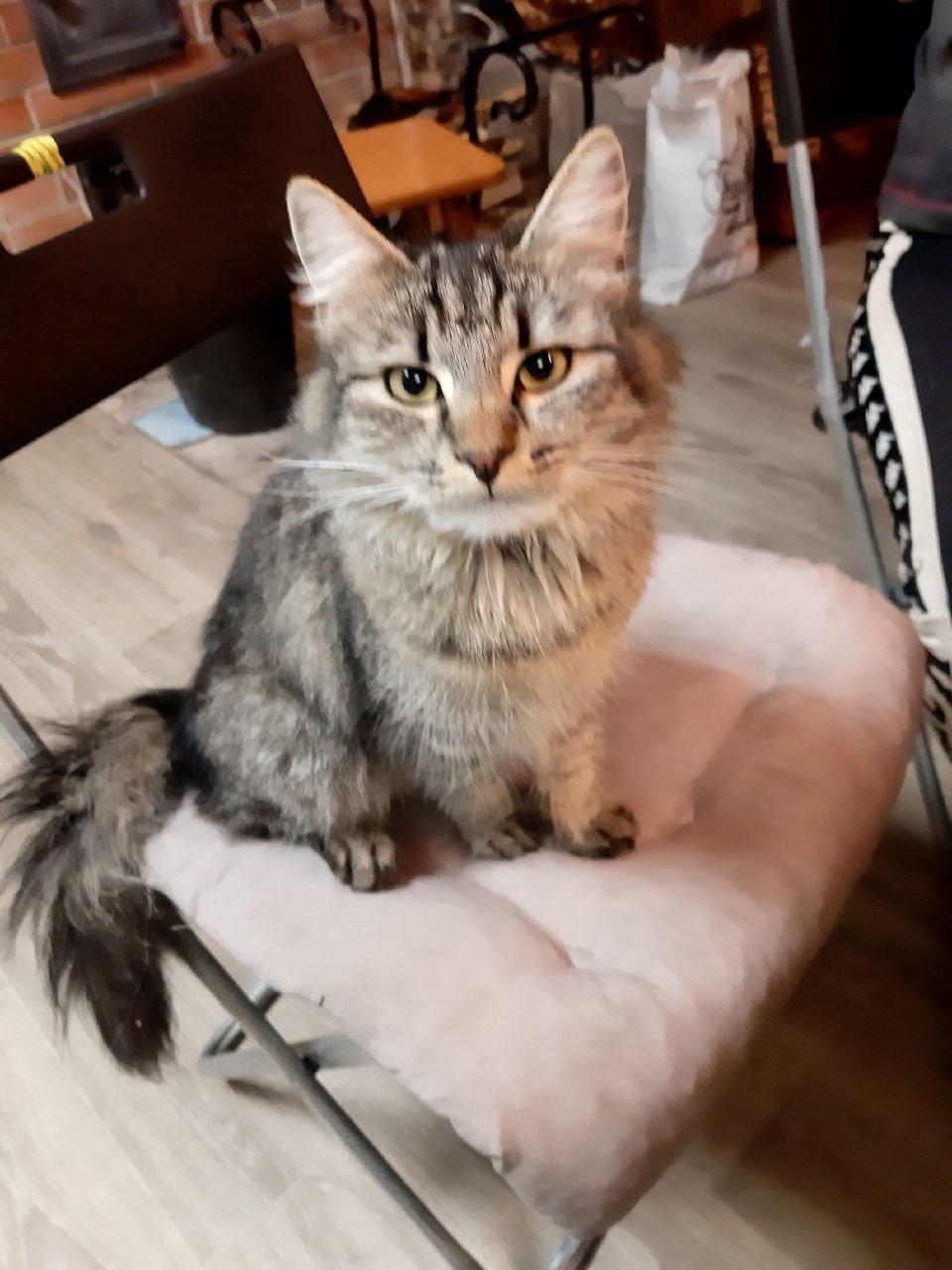 Фото: «Кошкиспас»