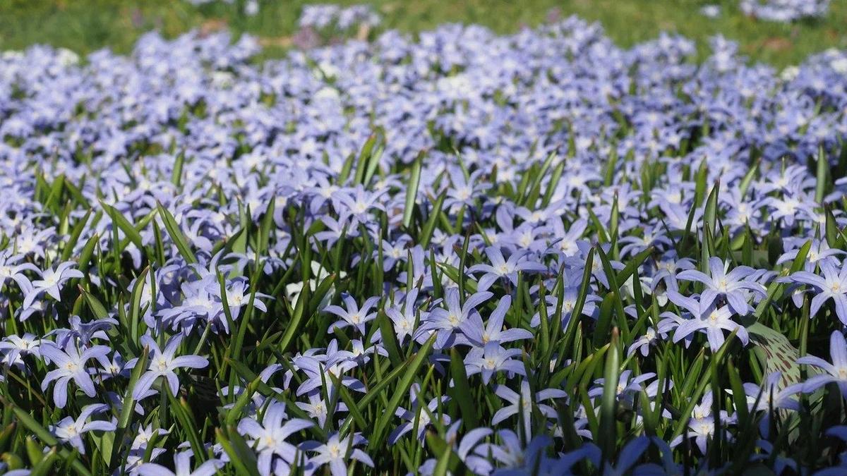 Ботанический сад снова ищет волонтёров