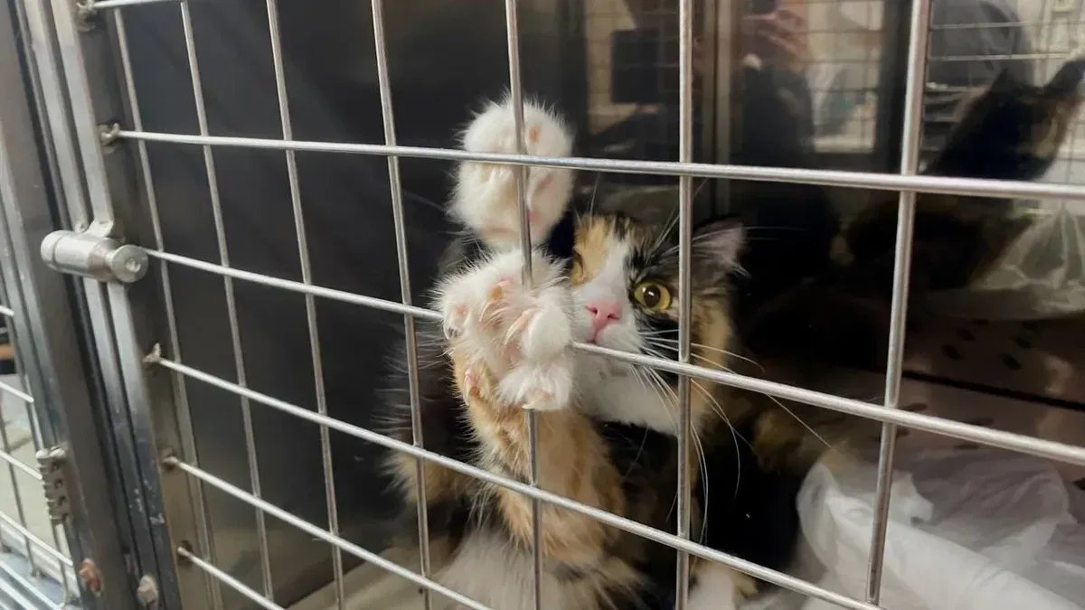 Фото: Елизавета Наливайко / MR7