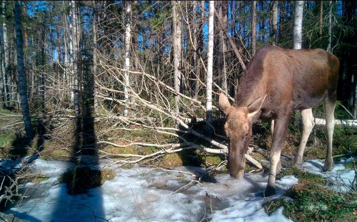 Фото: «Каждой твари по паре» / Павел Глазков