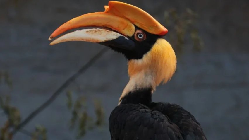 Фото: пресс-служба Ленинградского зоопарка