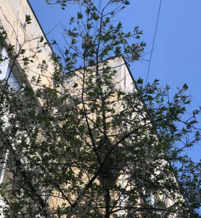 Дерево, с которого сняли енота. Фото:  пресс-службе МЧС Ленобласти