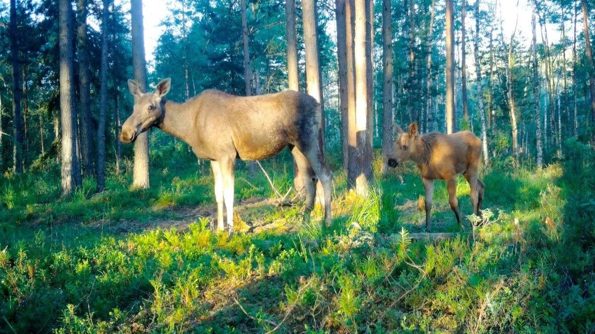 Фото: Павел Глазков / «Каждой твари по паре»