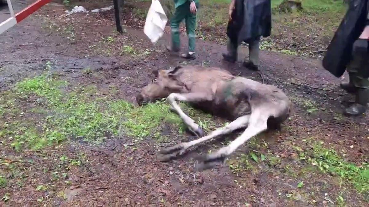 Скриншот видео: комитет по природопользованию