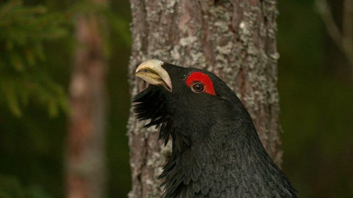 Фото: Павел Глазков / «Каждой твари по паре»