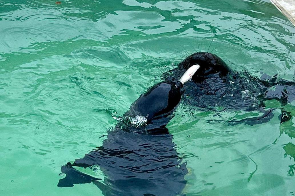 Фото: Фонд друзей балтийской нерпы