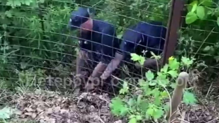 «Господи, помилуй меня грешного»: из дренажной трубы в Парголово достали молящего о помощи мужчину