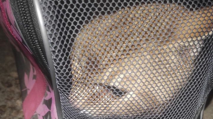 Фото: «Кошкиспас»