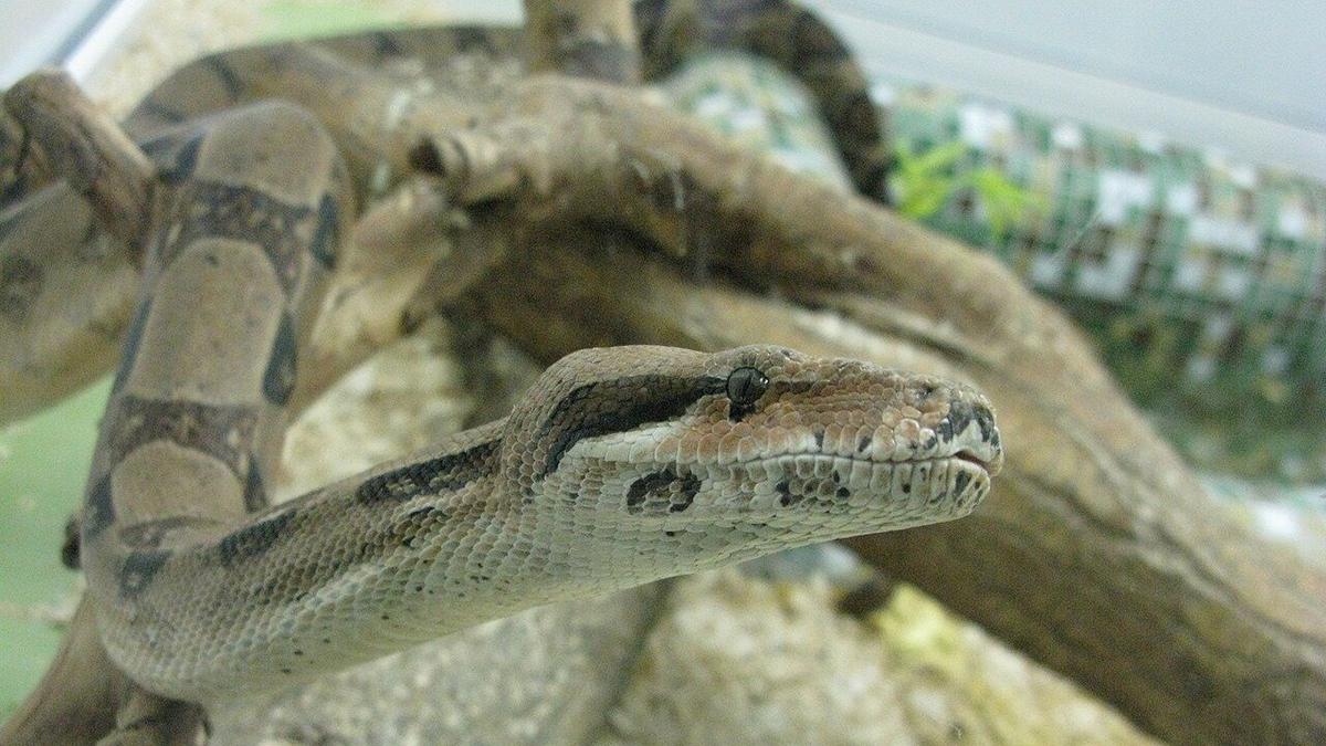 Фото: Wikipedia.org